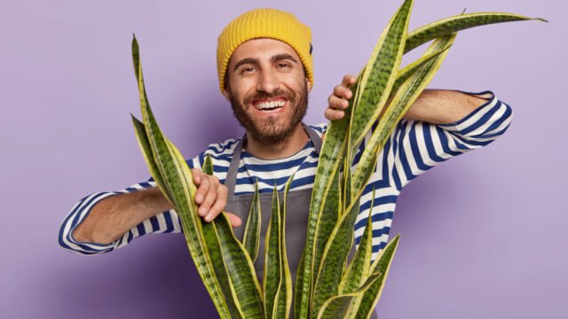 What an Aloe Arborescens Recipe Teaches About Modern Botanical Formulation
