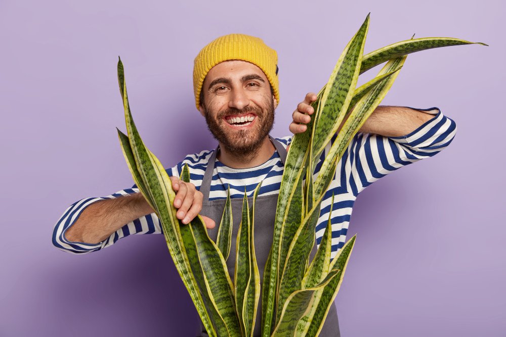 What an Aloe Arborescens Recipe Teaches About Modern Botanical Formulation