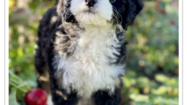 How Does Early Socialization Shape Bernedoodle Puppies?