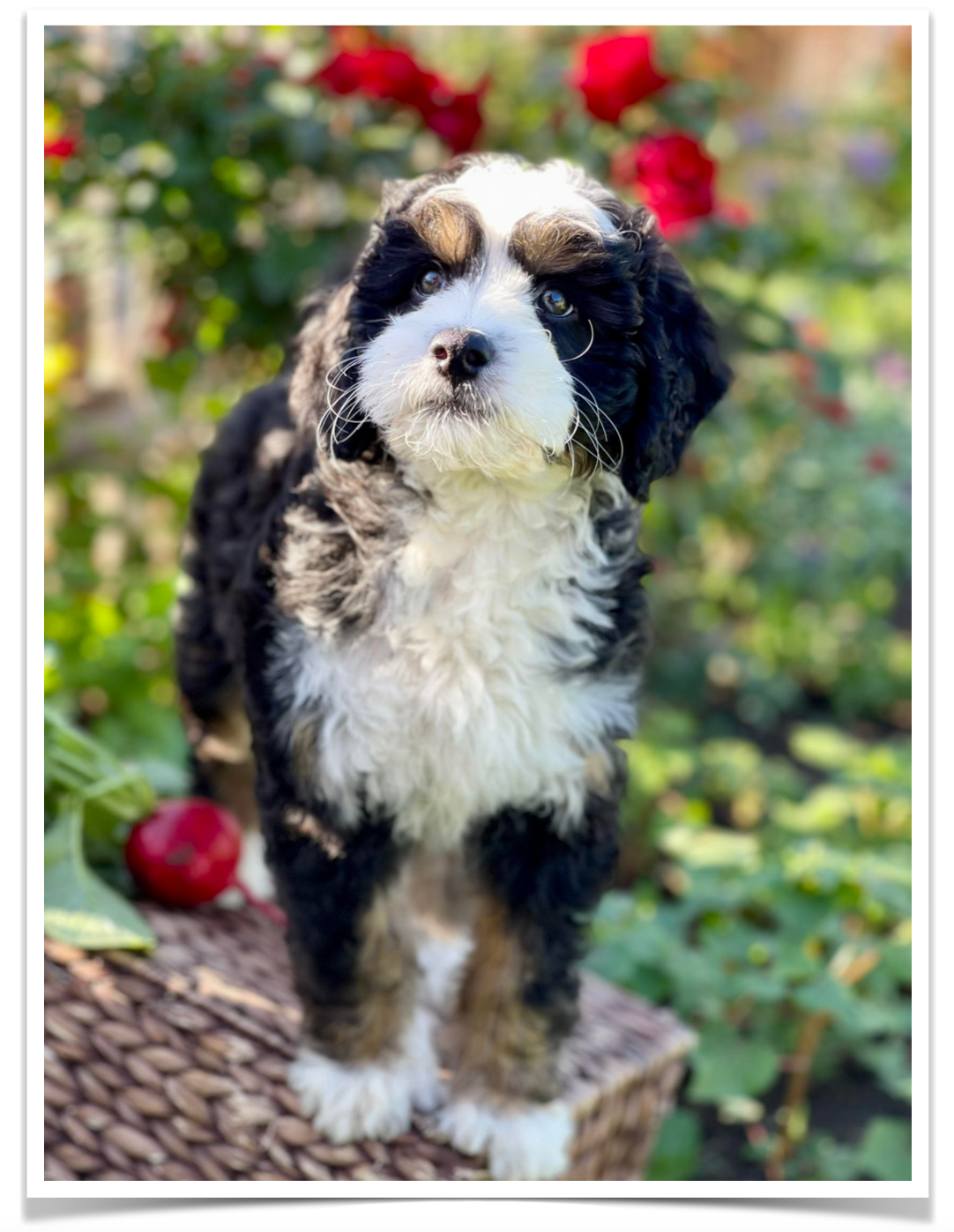How Does Early Socialization Shape Bernedoodle Puppies?